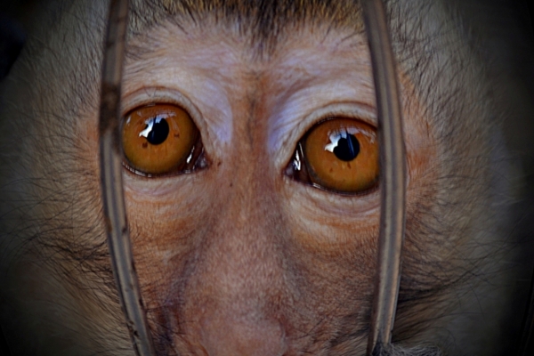 the eye by Nicolas Satrio